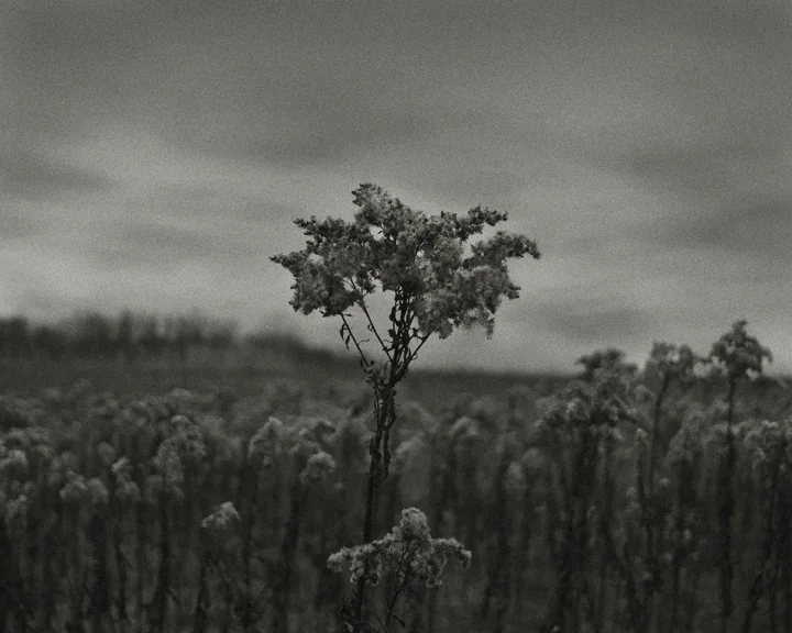 Indian Burial Mounds - photogravure