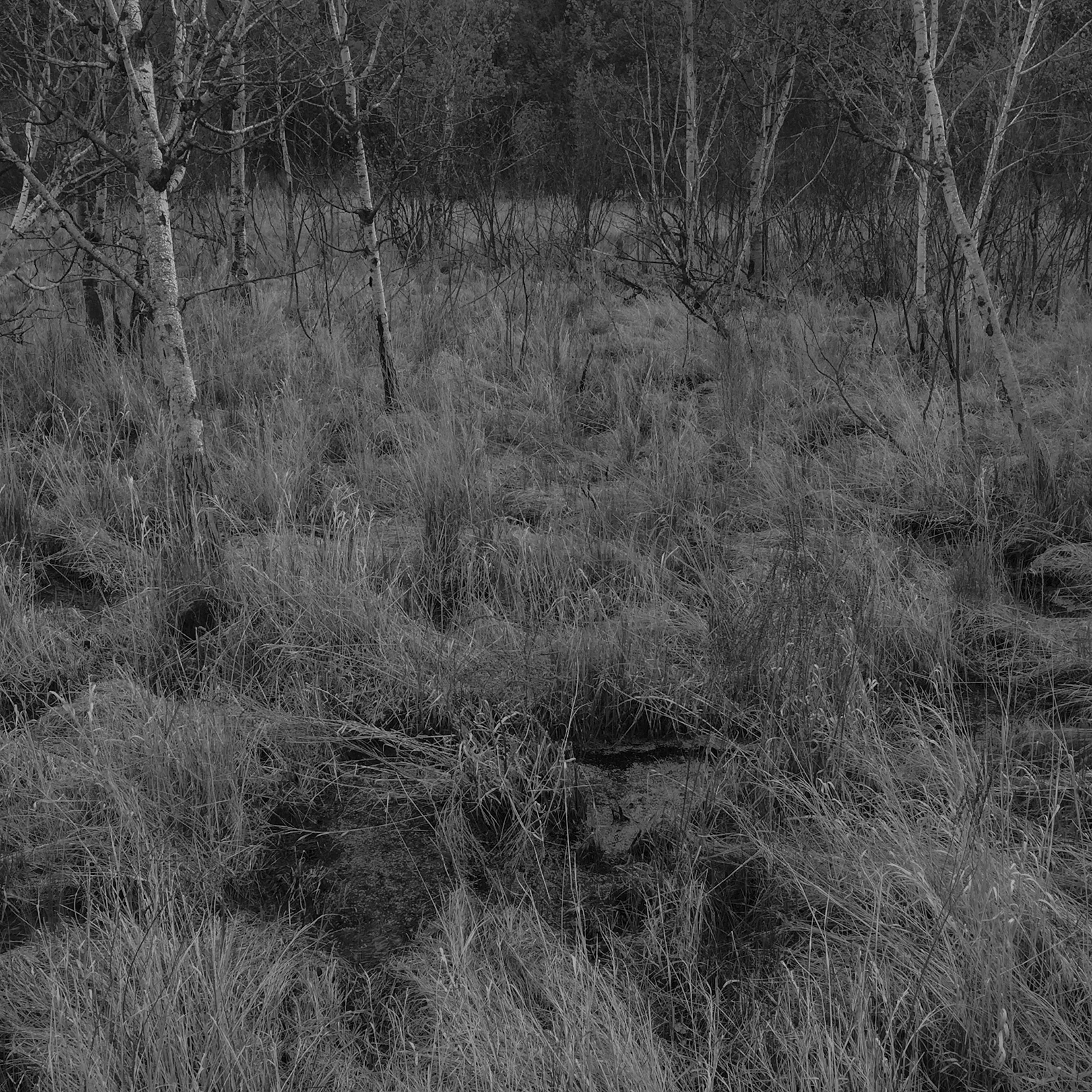 wild_grass_web.jpg