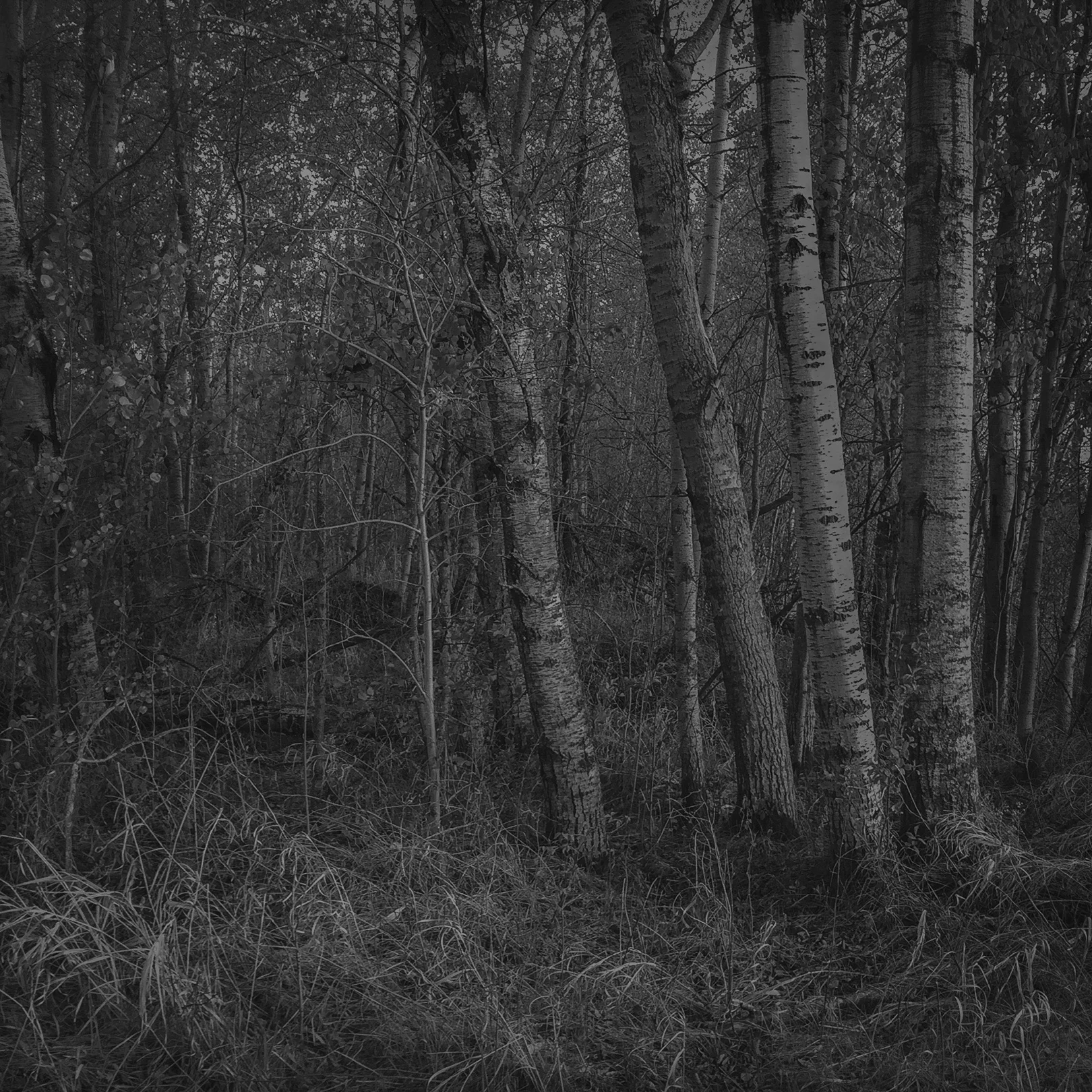 birch_web.jpg