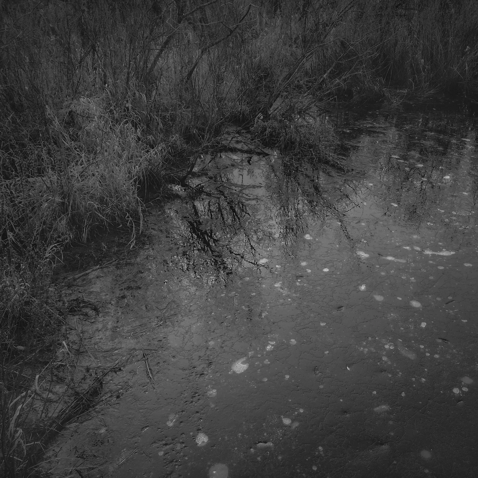 ice_reflection_web.jpg