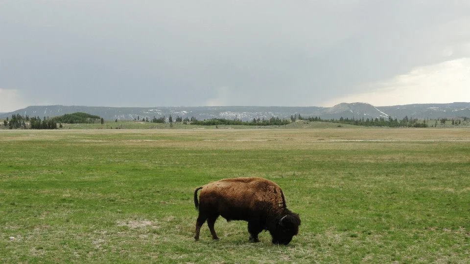 MONTANA In Yellowstone, Shayne discovers that "Please Stay on the Trail" is more than just a suggestion.