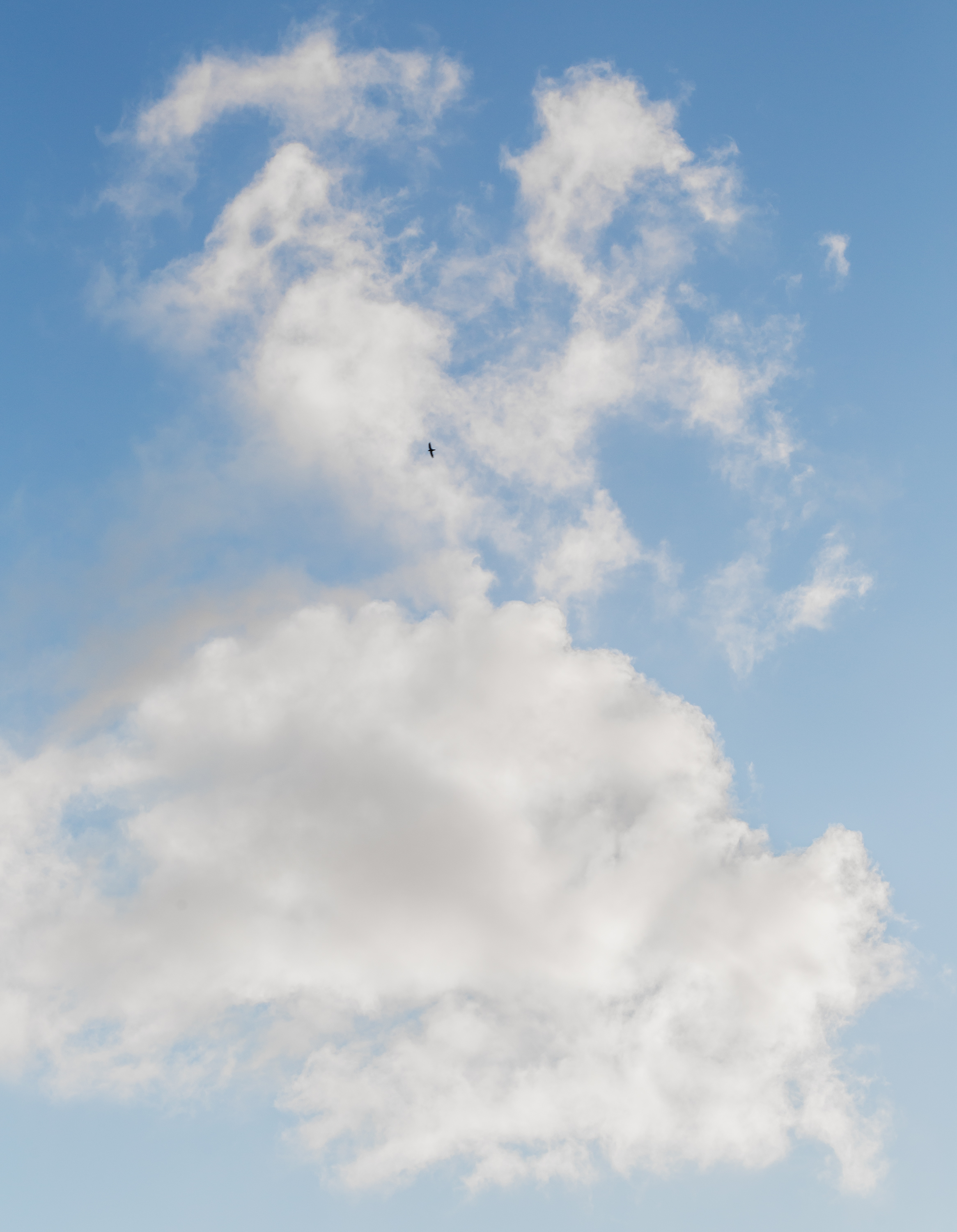 cloud&bird.jpg