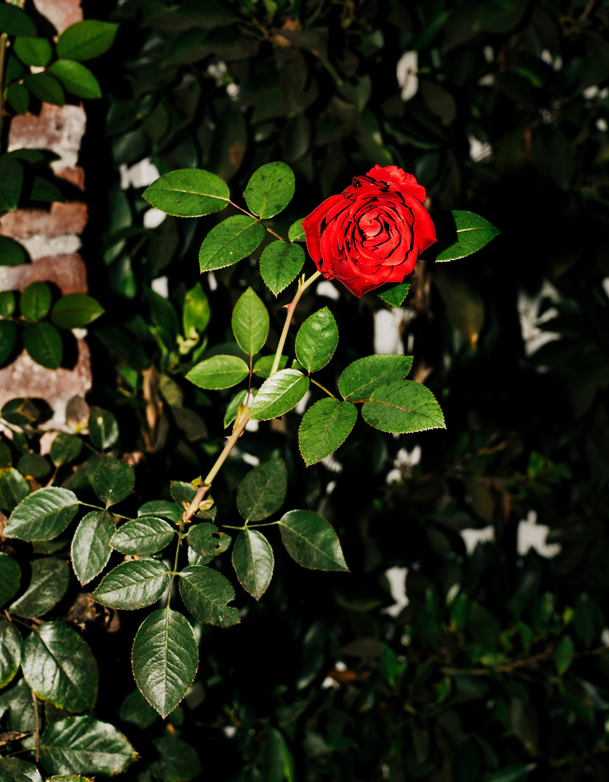 29-DSC07987(Rose).jpg