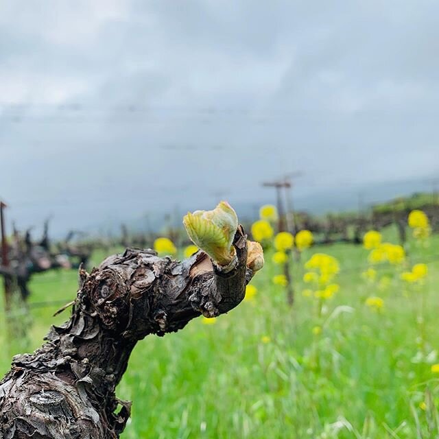 Budbreak and cover crop blooms in the Valdigui&eacute; brightening things up. #ranchochimiles