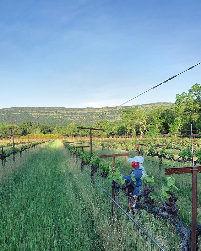 Shoot thinning the Valdigui&eacute; this AM. Detailed work. #ranchochimiles #valdigui&eacute;