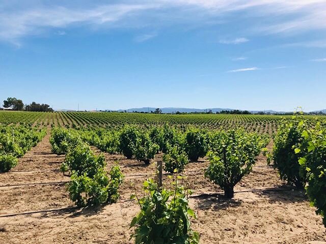 Meanwhile, at Del Barba! Stay tuned for some very exciting press for our 2018 Del Barba Vineyard Zinfandel. Thank you for the 📷: @erggeletbrotherswine