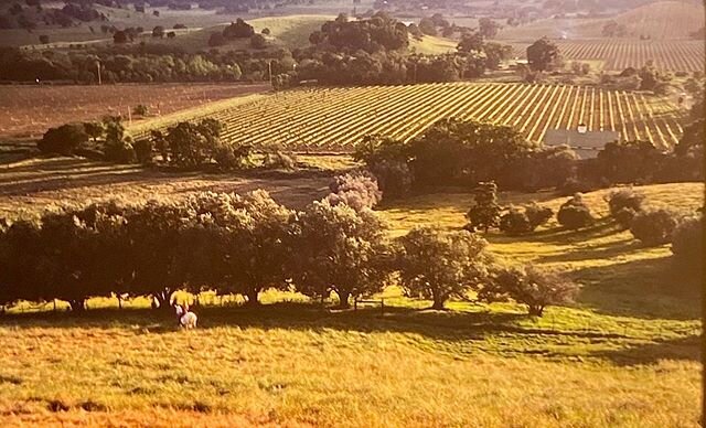 The original 10 acre block of Valdigui&eacute;, shot from up on the hill, circa late &lsquo;70s. Thank you for the 📷 @dewalt_art #ranchochimiles #napagamay #valdigui&eacute;
