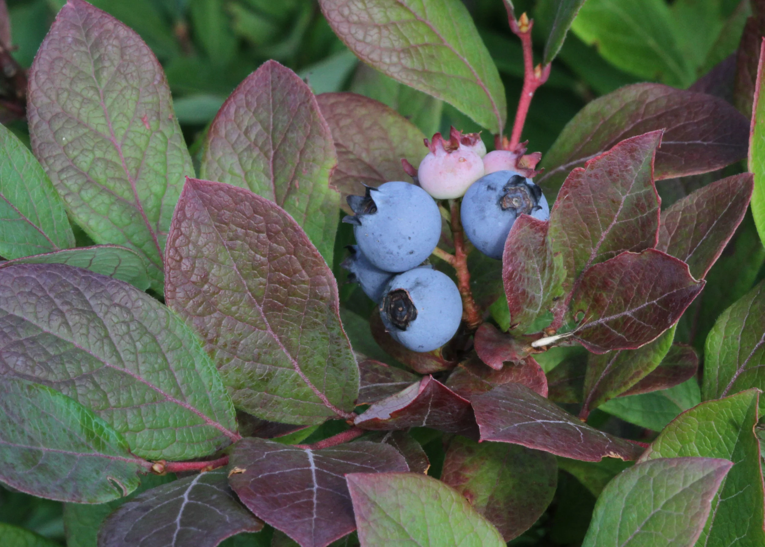 Vaccinium corymbosum blueberries photo by Will Stuart