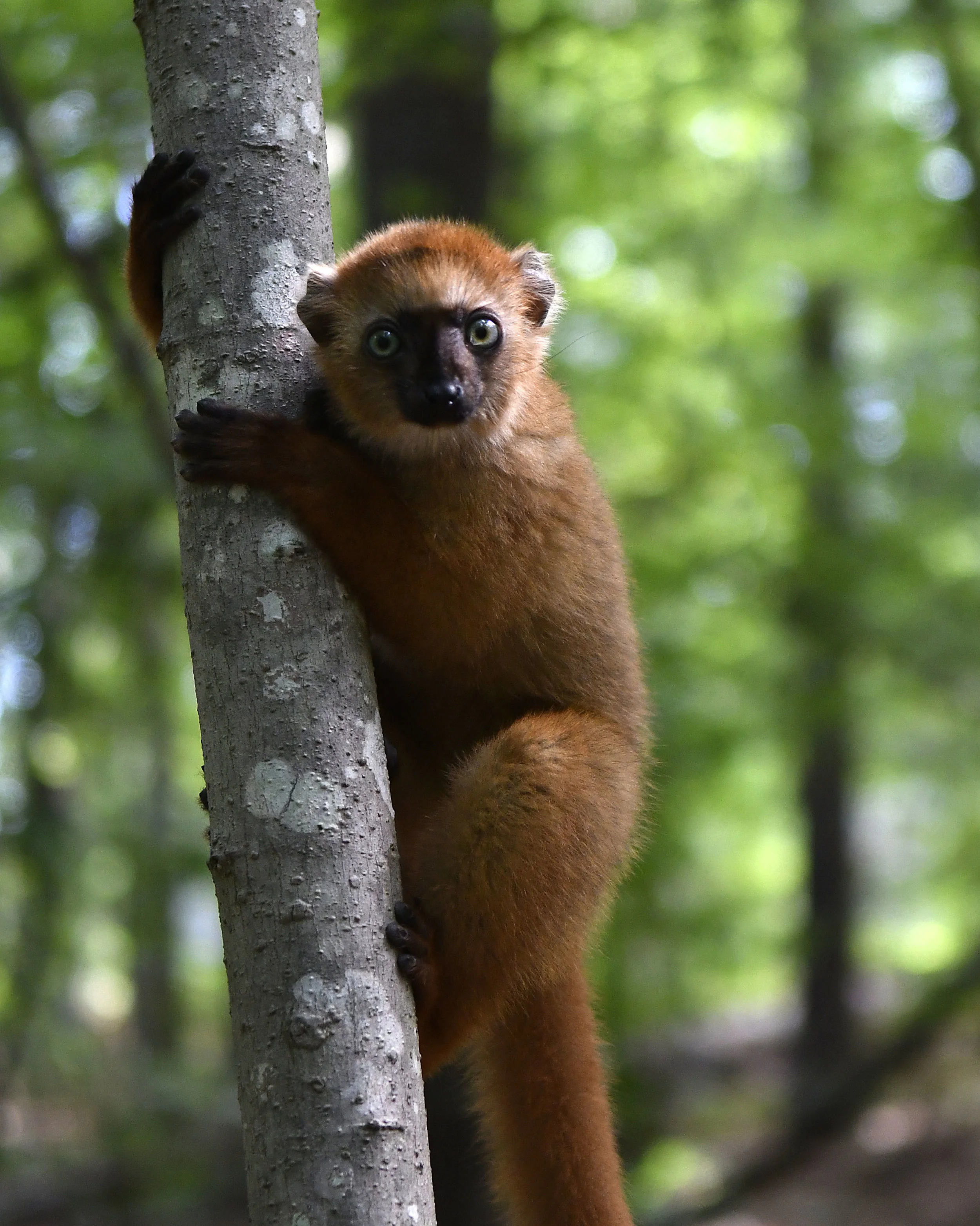 Blue-eyed black lemur female infant in tree - David Haring copy.jpg