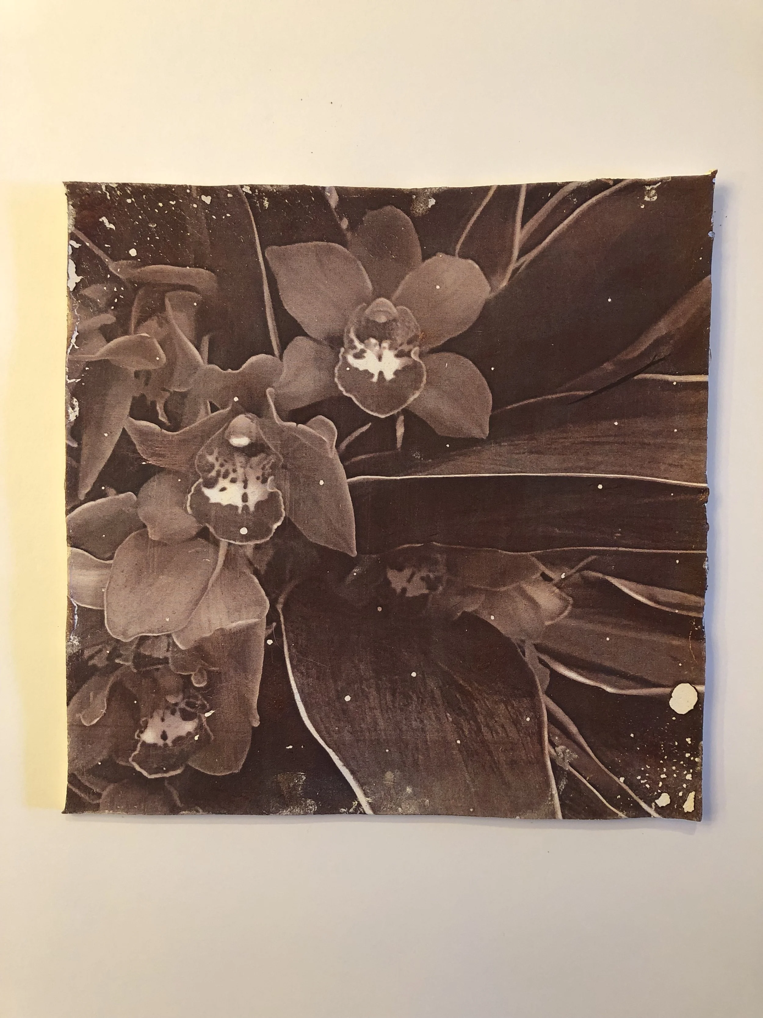 Orchid