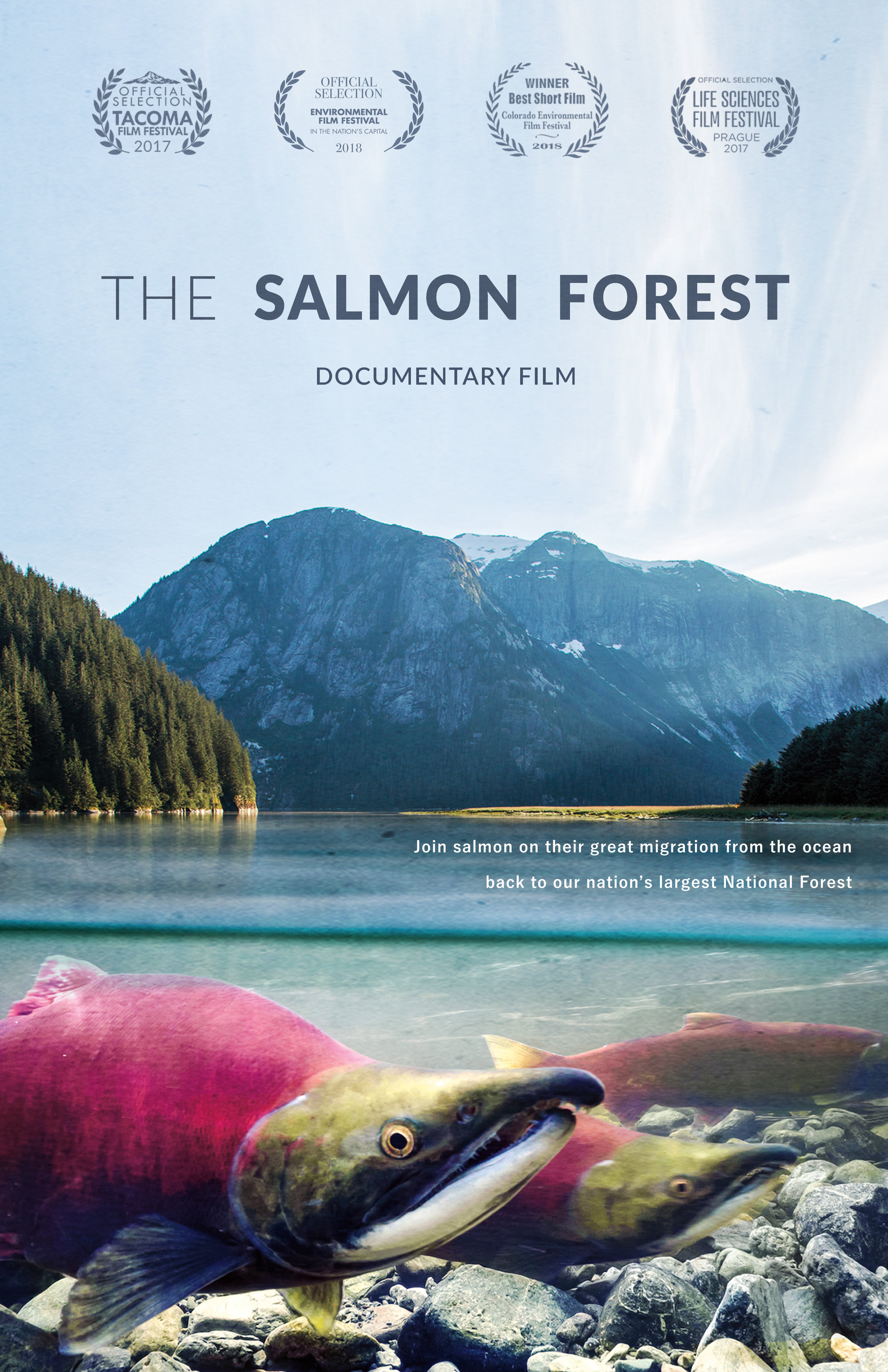 salmon forest.jpg