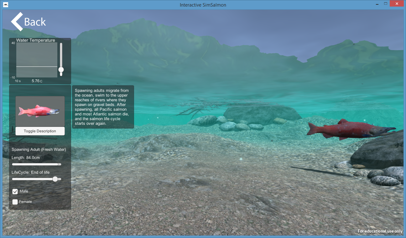 Salmon SIM.png