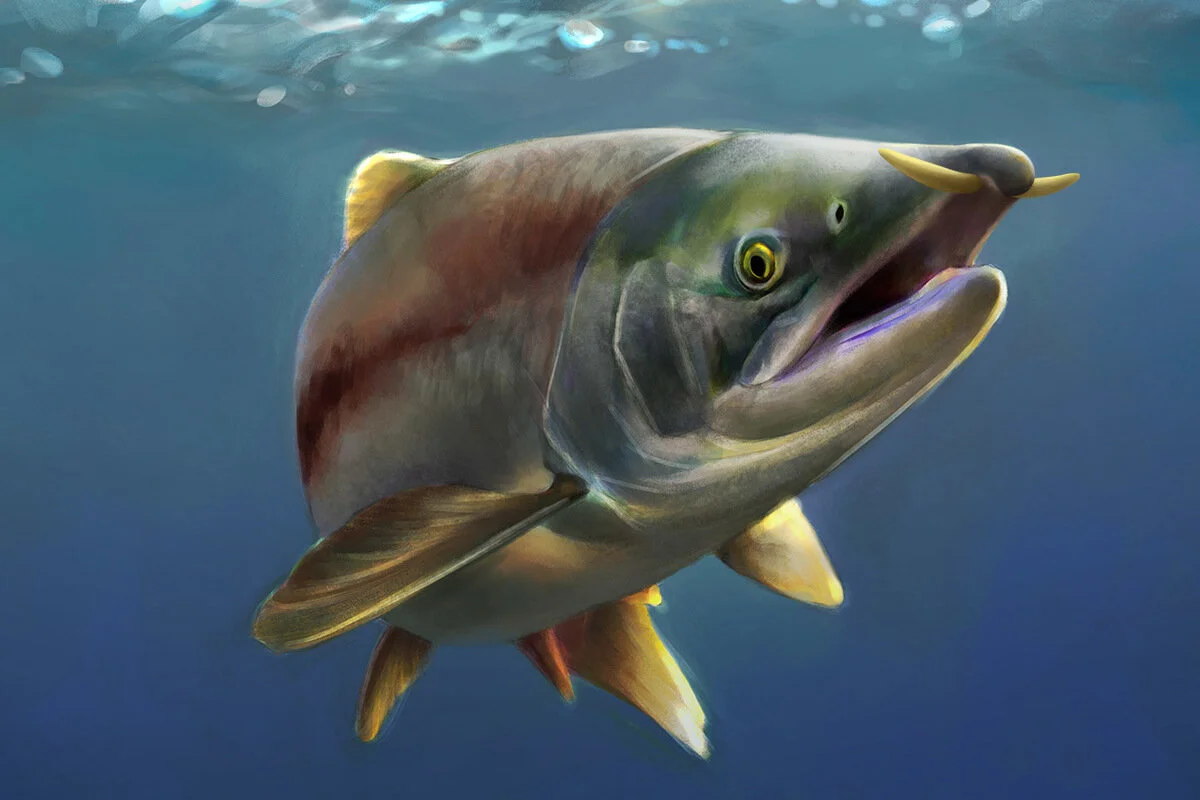 Oncorhynchus_rastrosus.jpg