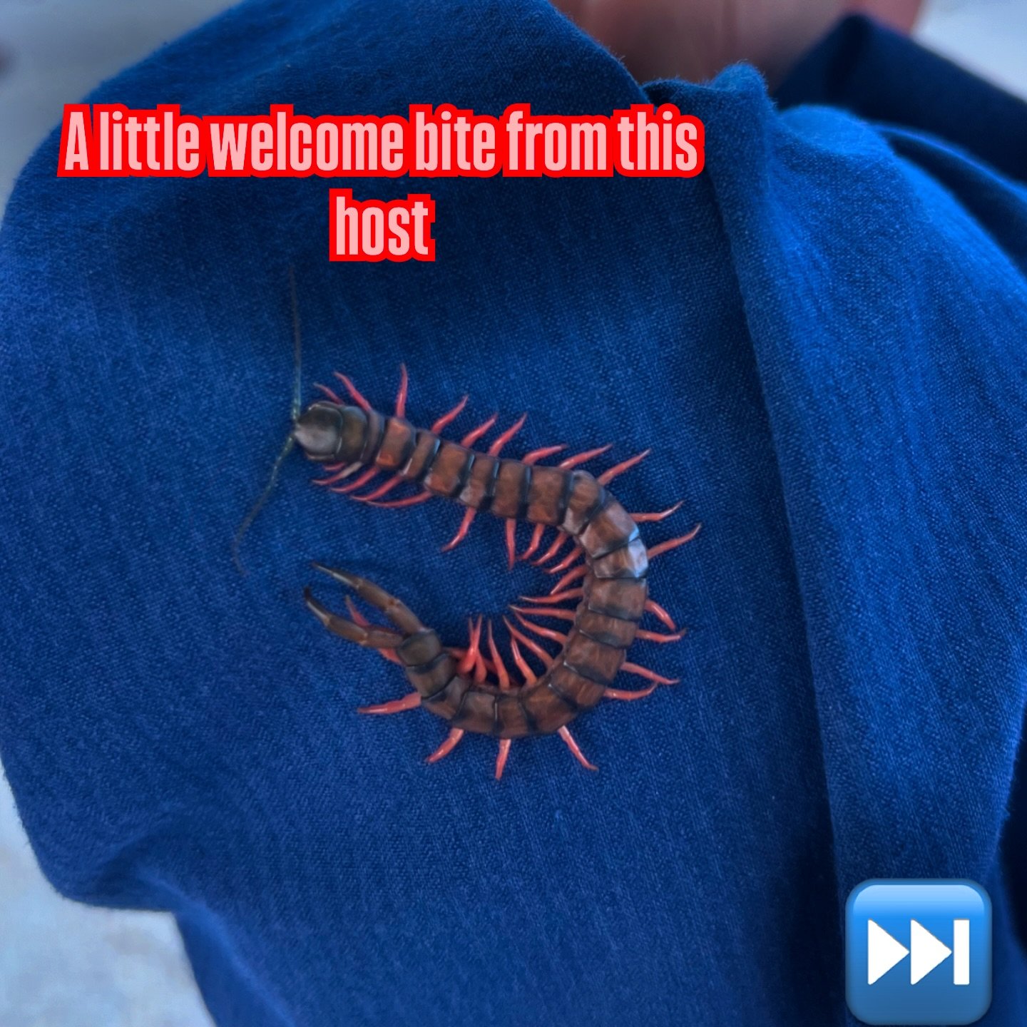 Centipede Love bite 🐛❤️
A welcome gesture in Okinawa!