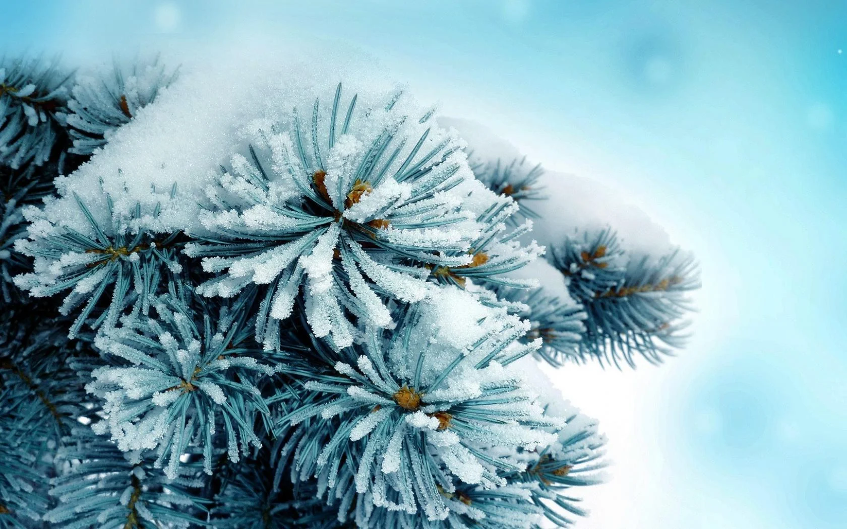 frozenjuniper.jpg