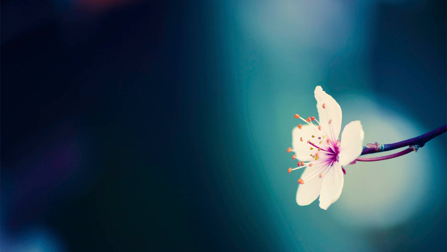 flower.jpg