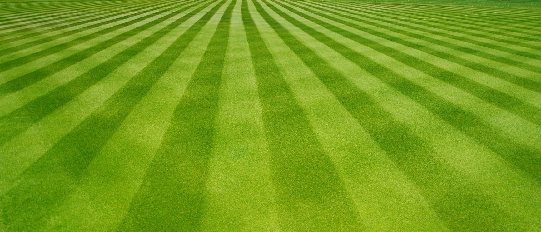 large grass.jpg
