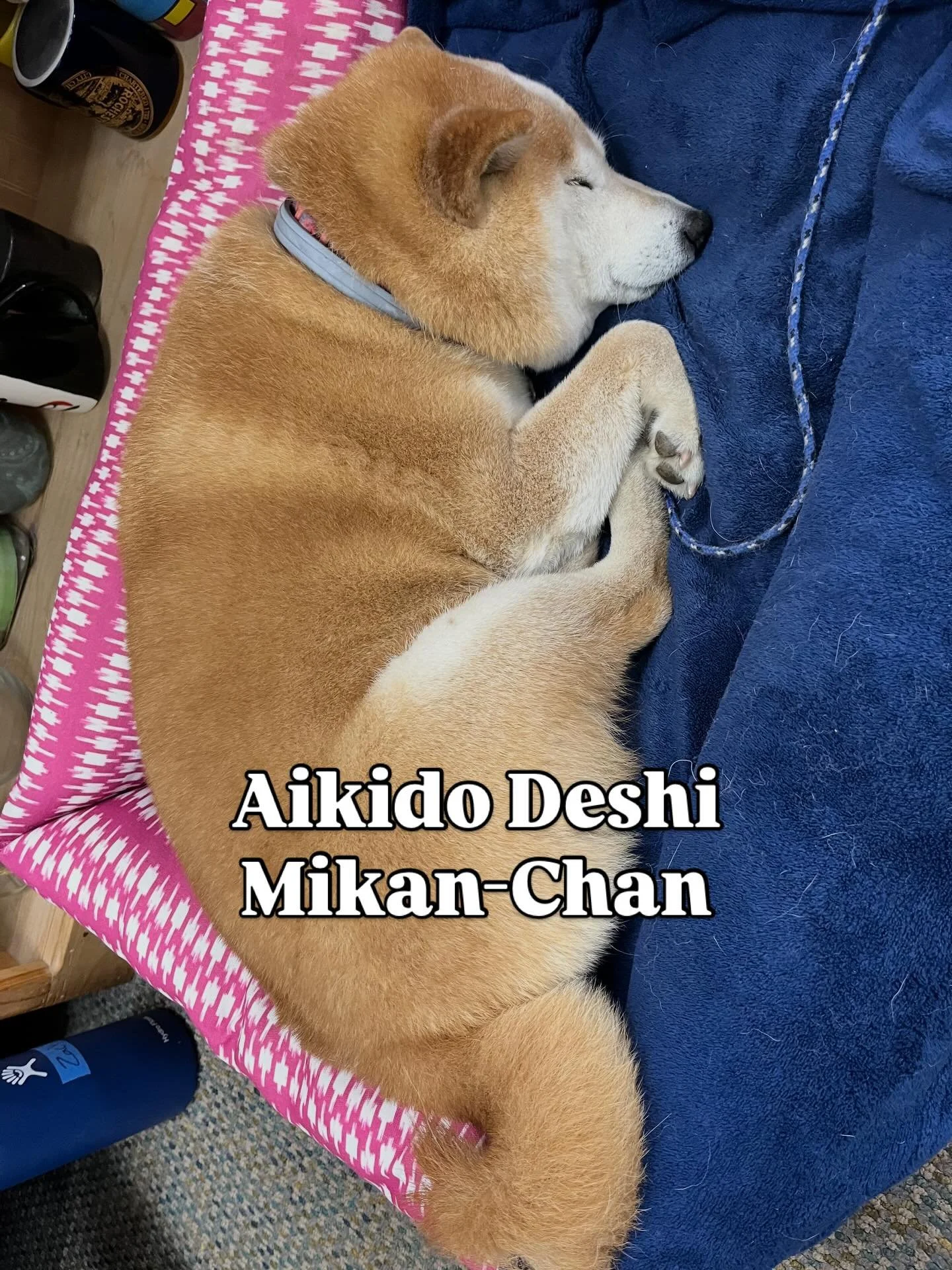 Bill Gleason Sensei seminar, we had a Deshi dog, 🐕 Mikan-chan🥰❤️#dojodog #dojolife #aikido