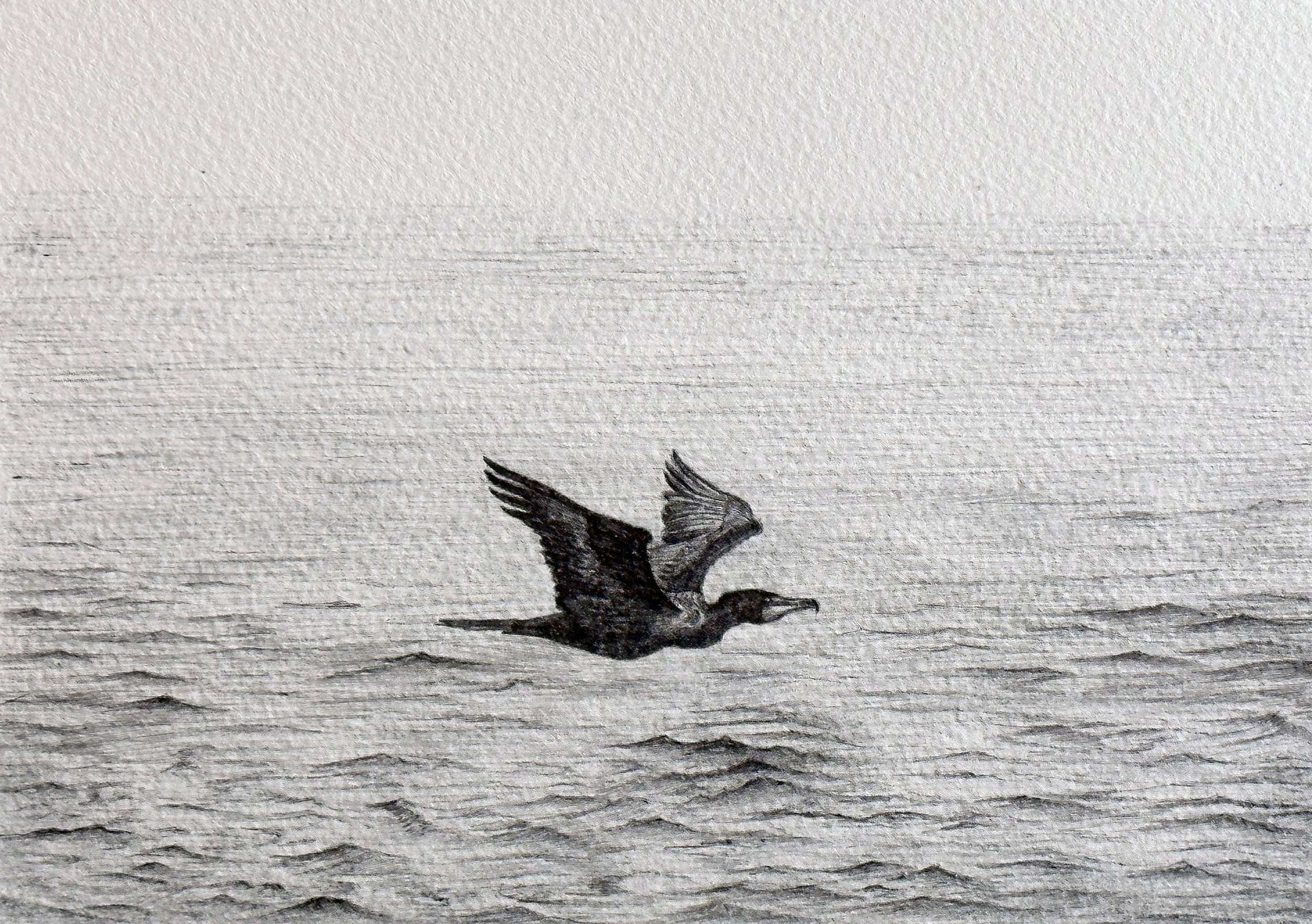 Cormorant in Flight - 7x5.jpg