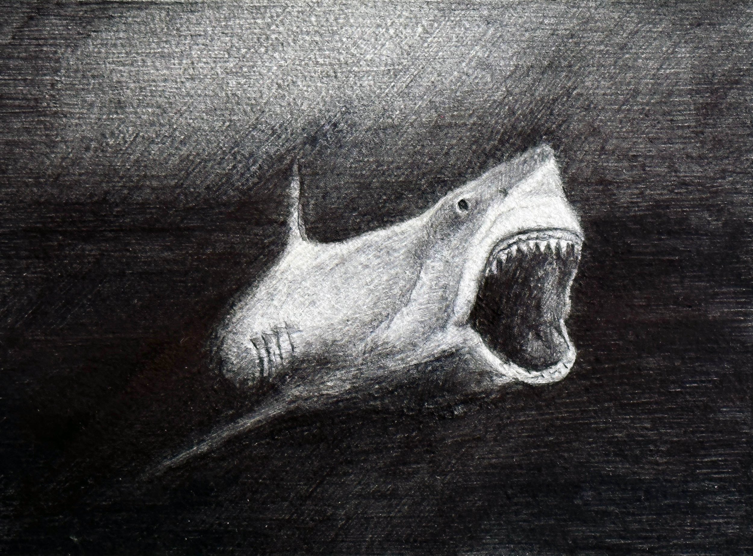 Shark chiaroscuro -7x5.jpg