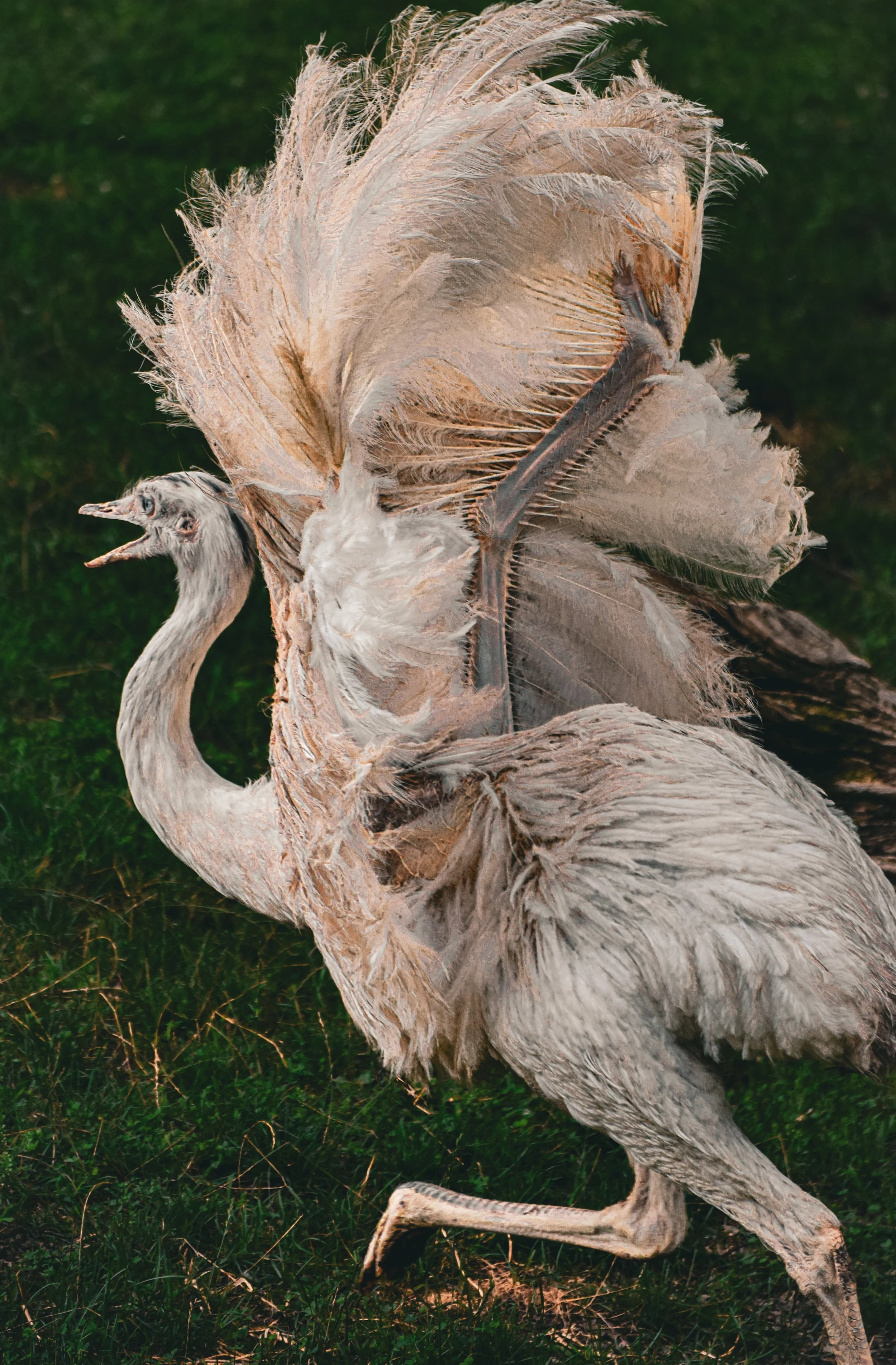 Squawking Albino Emu.jpg