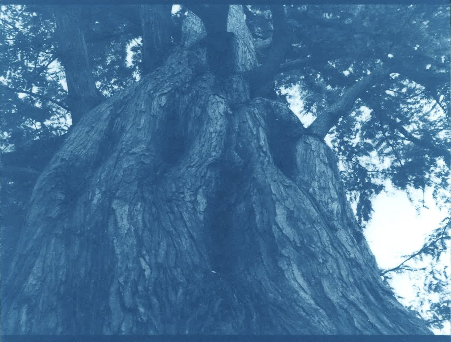 Ancient Oak.jpg