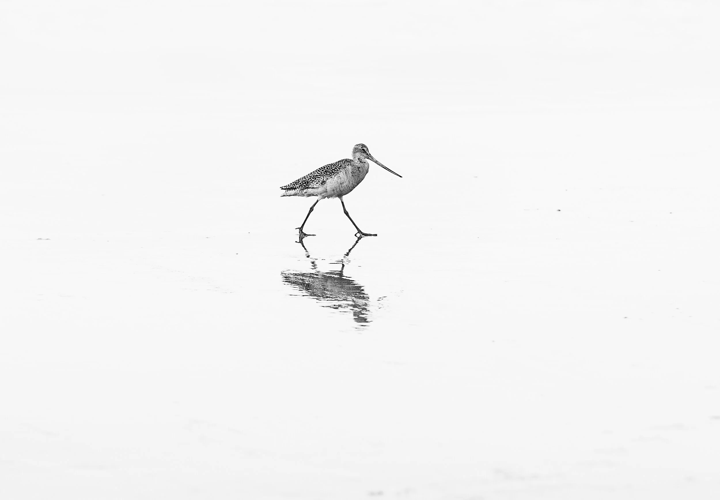 Lonley Bird.jpg