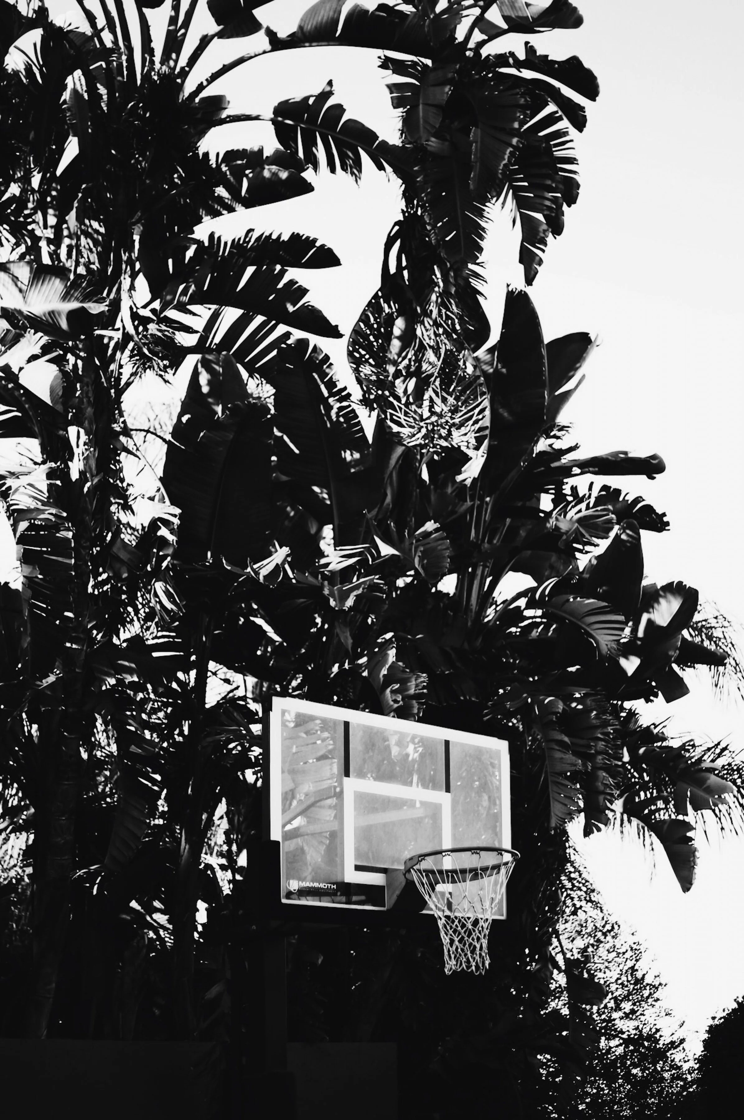 Hoop Dreams 004.JPG