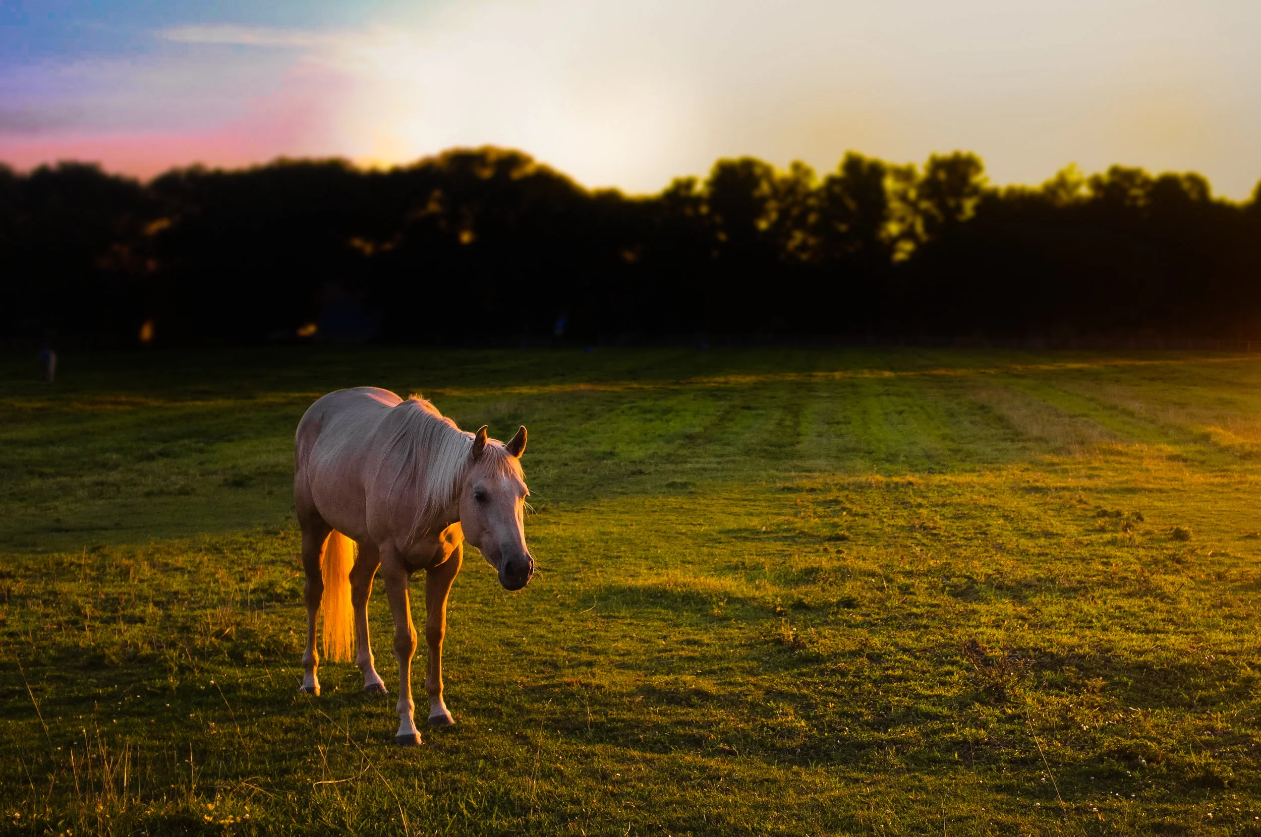 horses.jpg