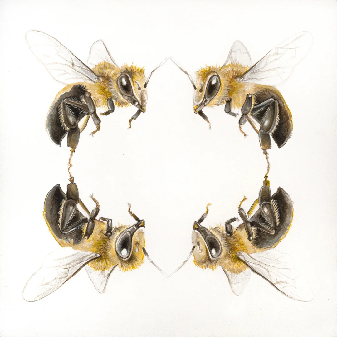 Honey Bees