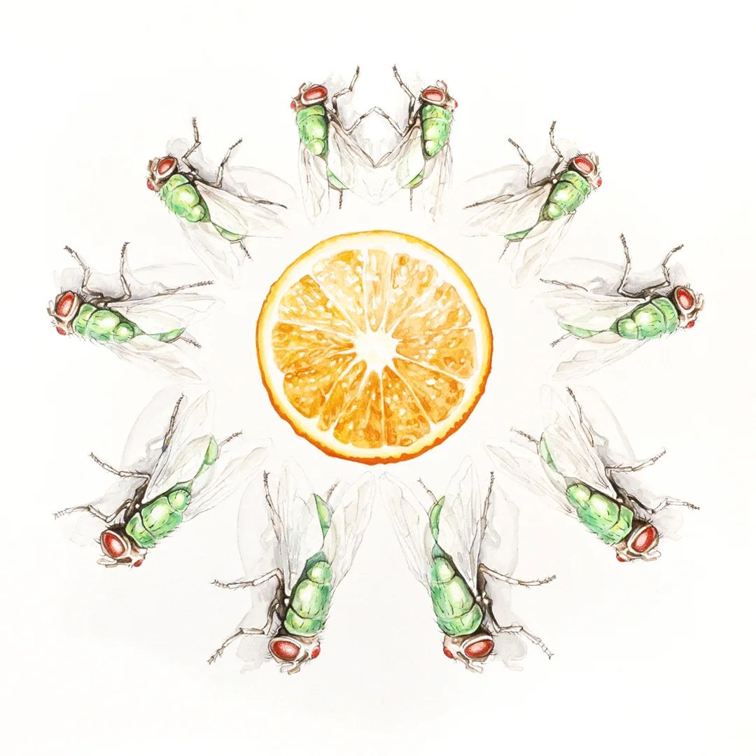 Orange With Flies