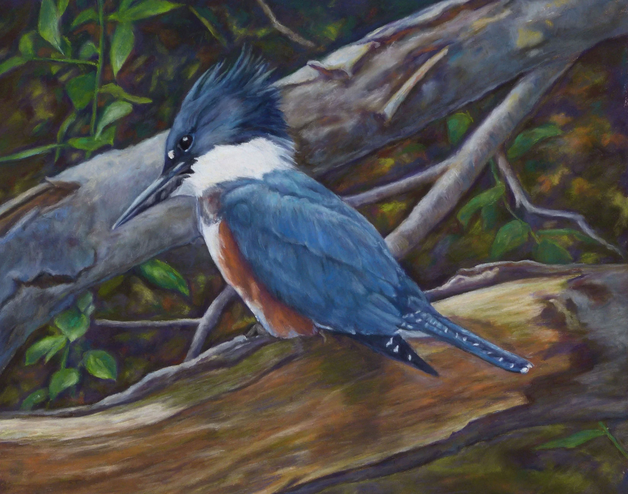 Kingfisher