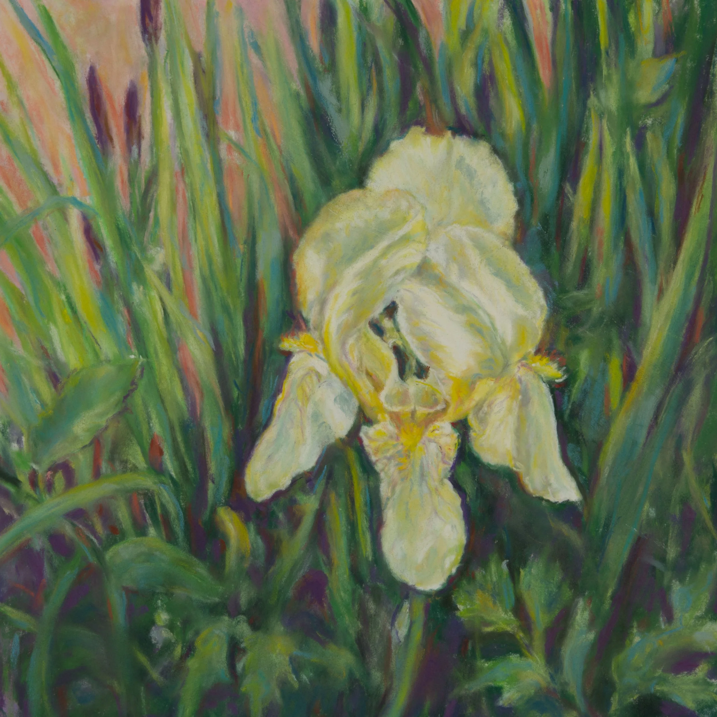 The Yellow Iris