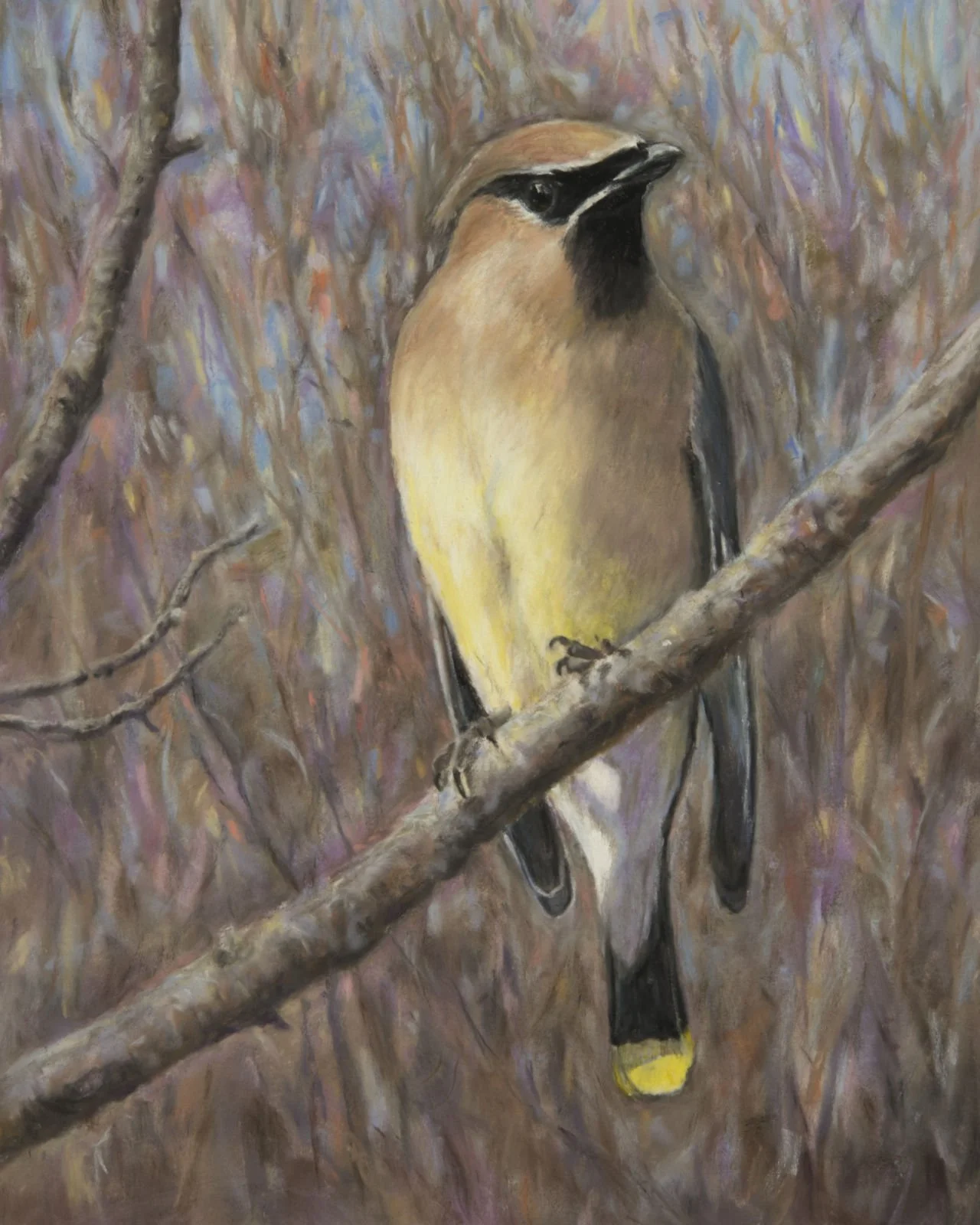 Cedar Waxwing