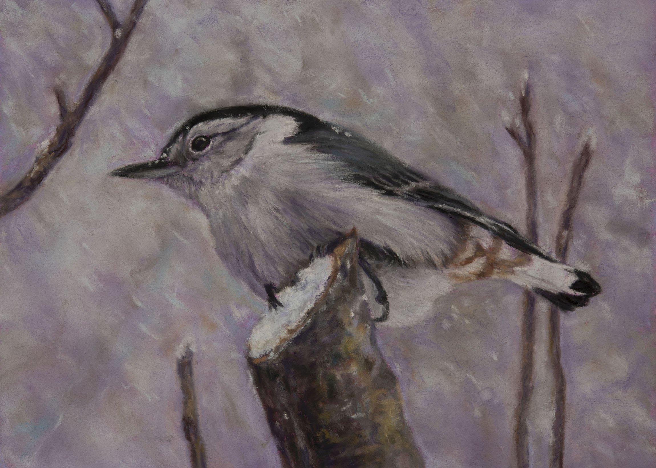 nuthatch-winter.jpg