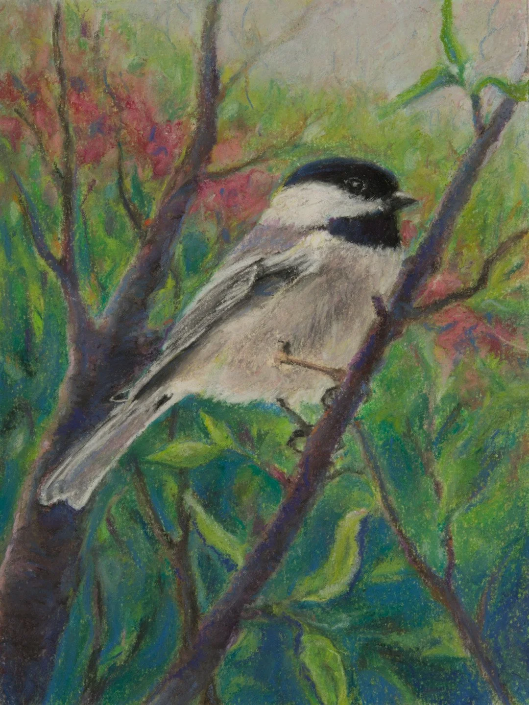 black-capped Chickadee