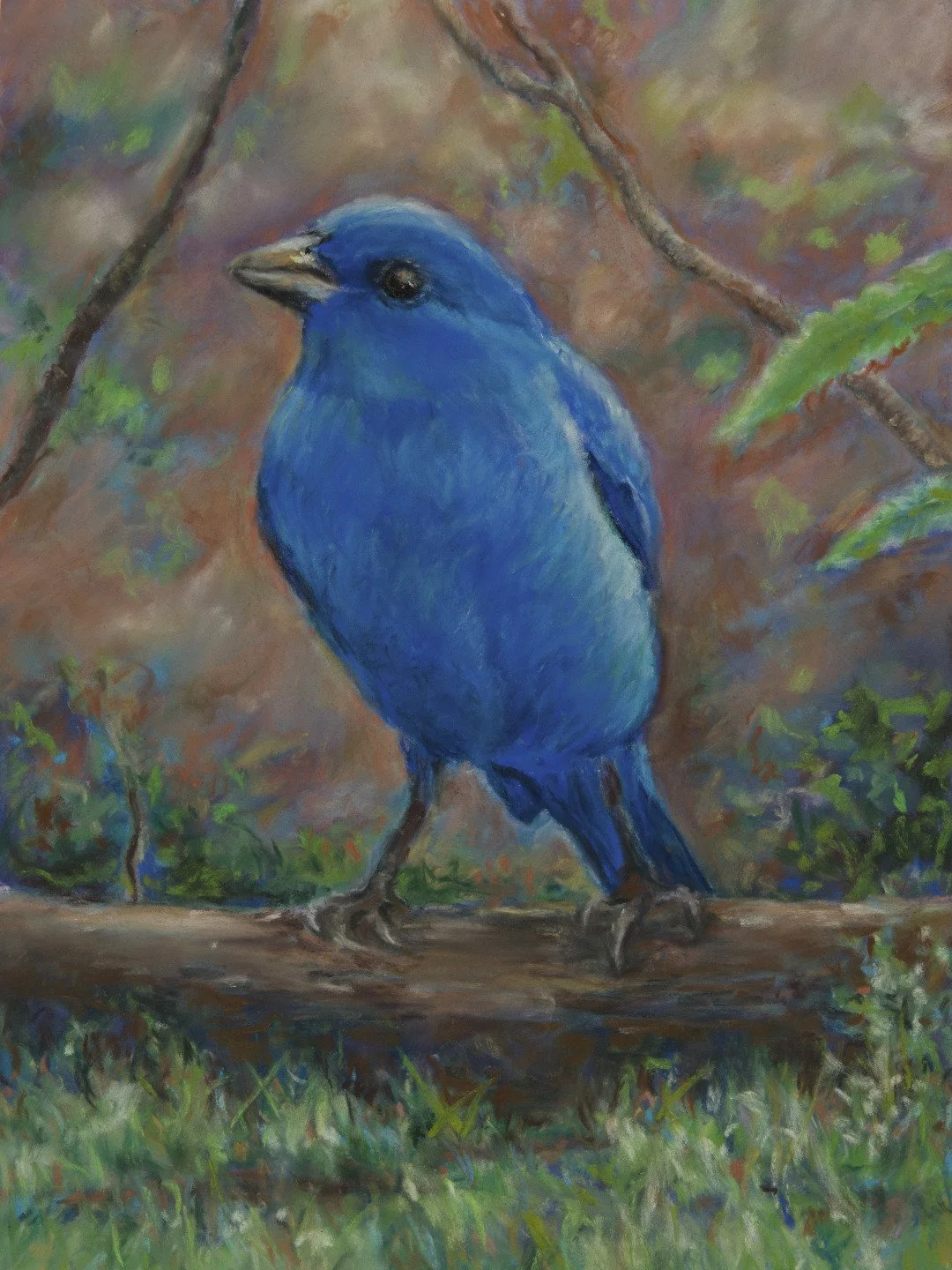 Indigo Bunting