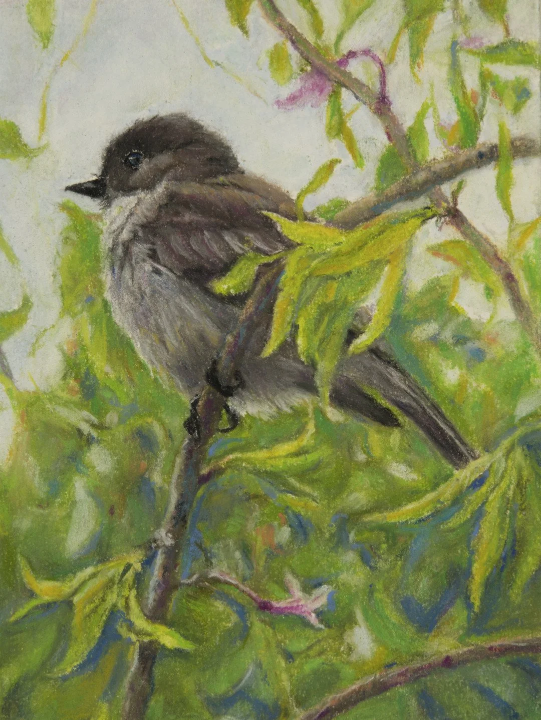 Eastern Phoebe