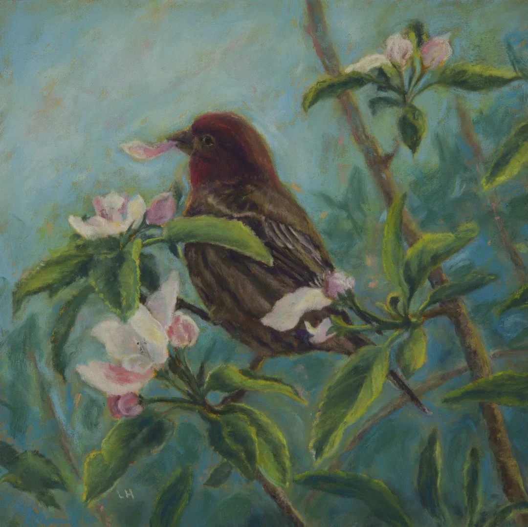 Apple Blossoms