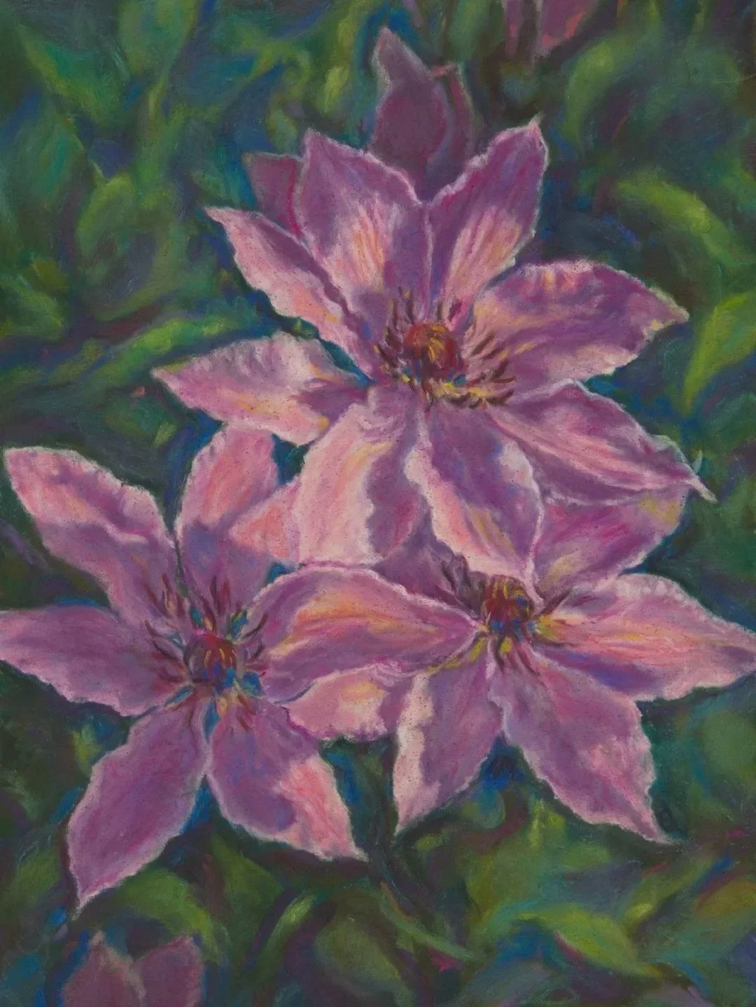 Clematis