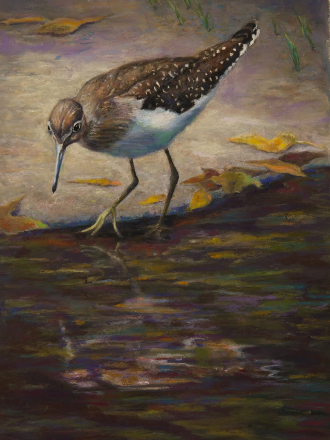 Solitary Sandpiper