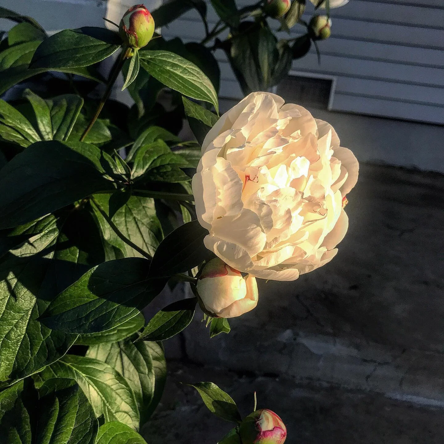 I’ve been WAITING for these ladies to show their faces for days now. They’re putting on such a tease! 💁🏻‍♀️🌸😉 And also the sky because the world is magical 🌏🧚🏼‍♀️🪄🌇