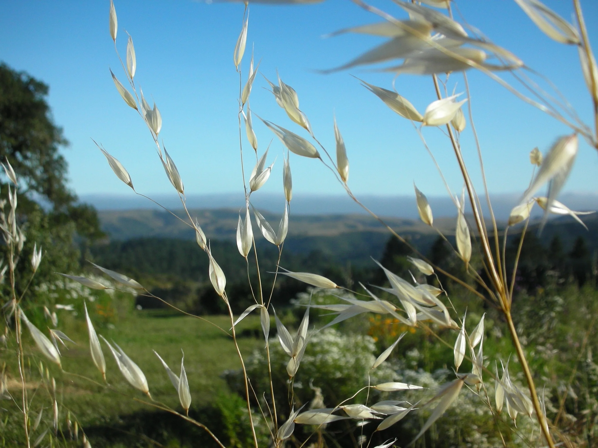 06-15-07 Ocean Song Grasses 3.jpg