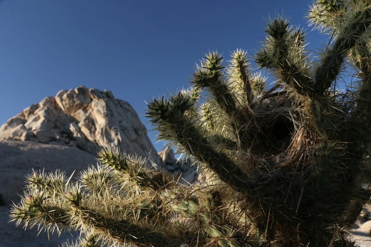 Cactus wren home.jpg