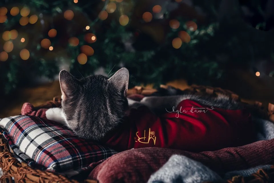 Pearl.christmas.web6.jpg