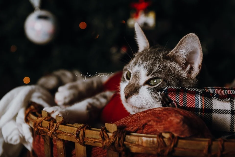 Pearl.christmas.web7.jpg