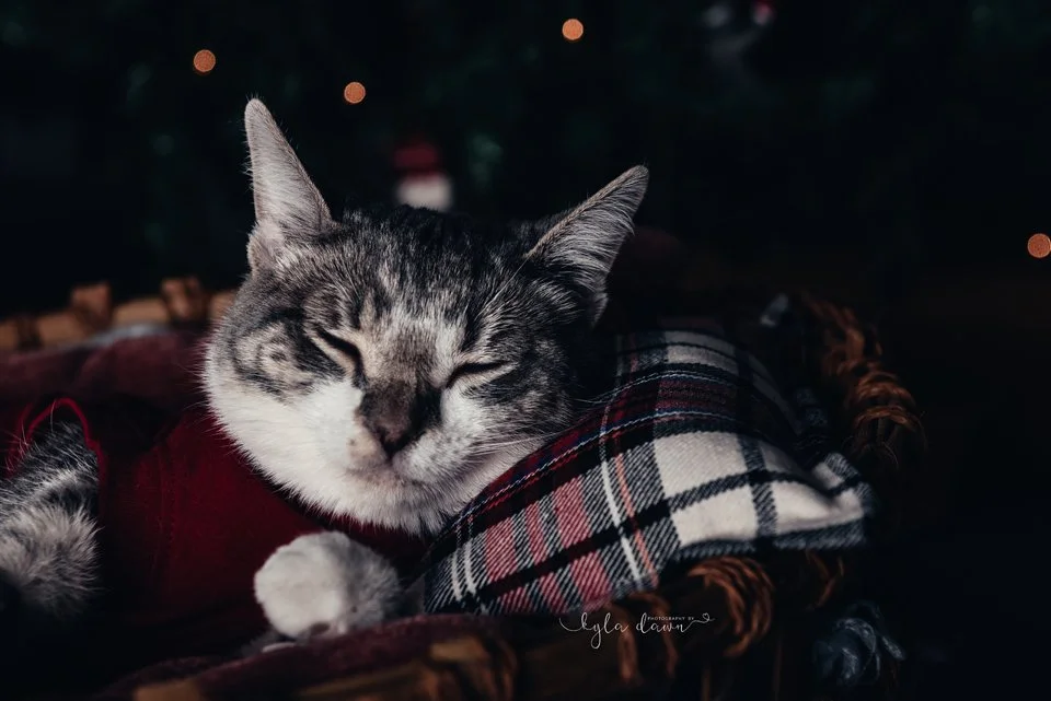Pearl.christmas.web10.jpg