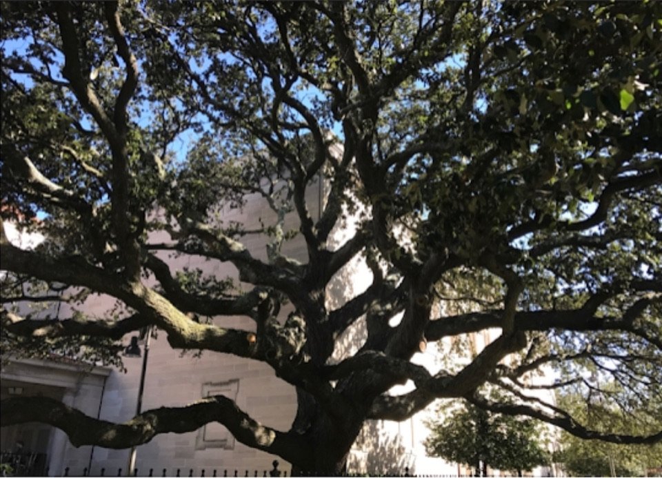 IMG_0118.jpeg