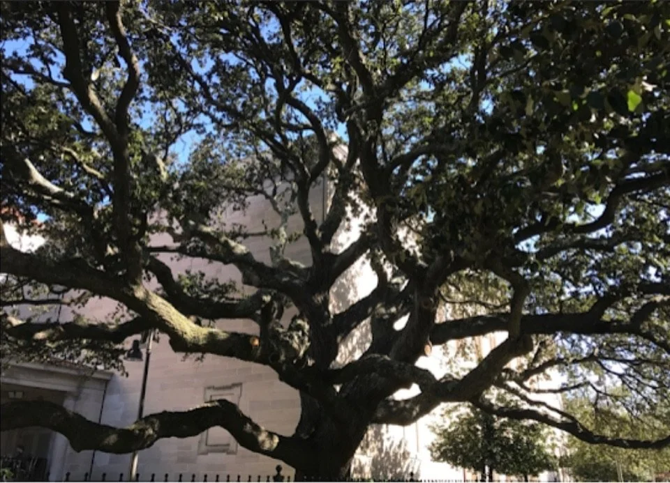 IMG_0118.jpeg
