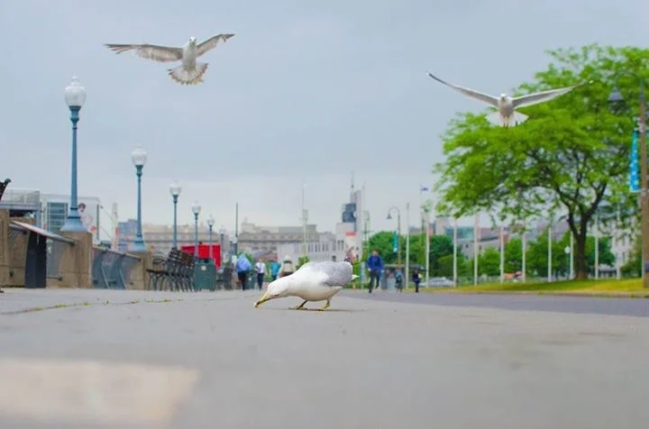 This is for the birds.  